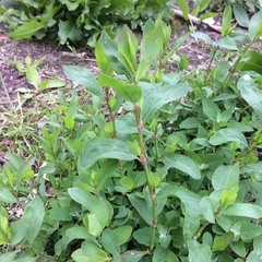 Polygonum aviculare