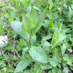 Polygonum aviculare