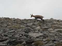 Rupicapra rupicapra balcanica
