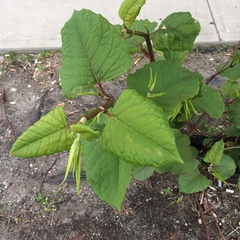 Reynoutria japonica