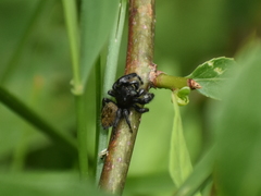 Phidippus princeps