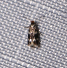 Nepticuloidea