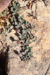 Indigofera mauritanica