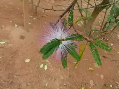 Calliandra selloi