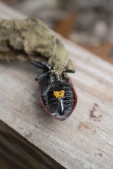 Coraliomela quadrimaculata