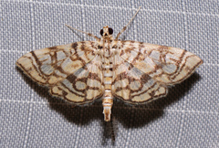 Lygropia