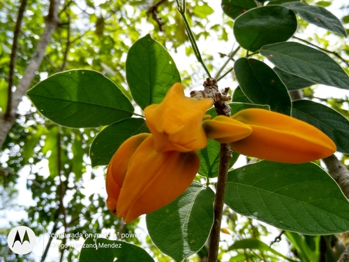Juanulloa mexicana