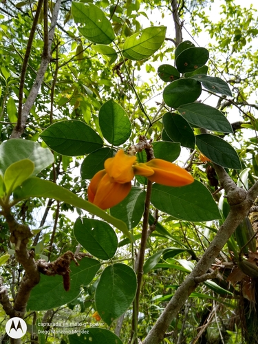 Juanulloa mexicana