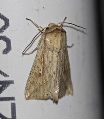 Mythimna decisissima