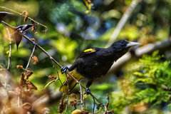 Cassiculus melanicterus