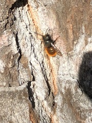 Osmia cornuta