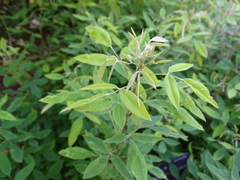 Lespedeza thunbergii