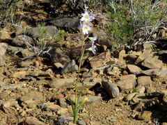 Moraea speciosa