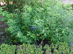 Lespedeza thunbergii