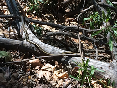 Masticophis lateralis