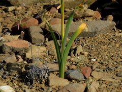 Moraea speciosa