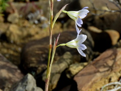 Moraea speciosa