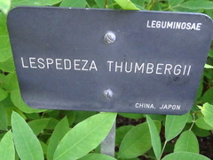 Lespedeza thunbergii