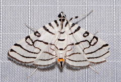 Conchylodes concinnalis