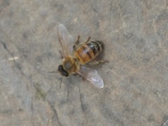 Apis mellifera ligustica