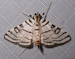 Conchylodes concinnalis