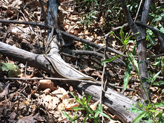 Masticophis lateralis