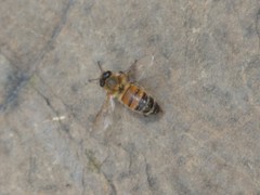 Apis mellifera ligustica