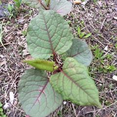 Reynoutria japonica