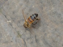 Apis mellifera ligustica