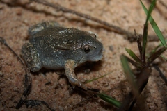 Glyphoglossus molossus