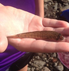 Stenogobius hawaiiensis