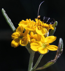 Adela trigrapha