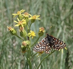 Euphydryas anicia