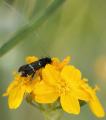 Adela trigrapha