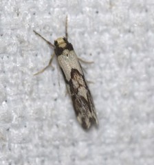 Philenora chionastis