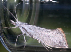 Euceratia castella