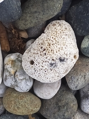 Balanus crenatus