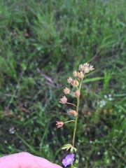 Phacelia glabra