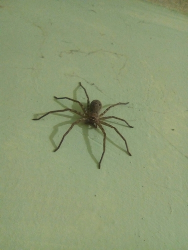 Curicaberis culiacan