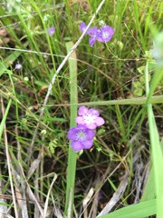 Phacelia glabra