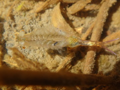 Eubranchipus vernalis