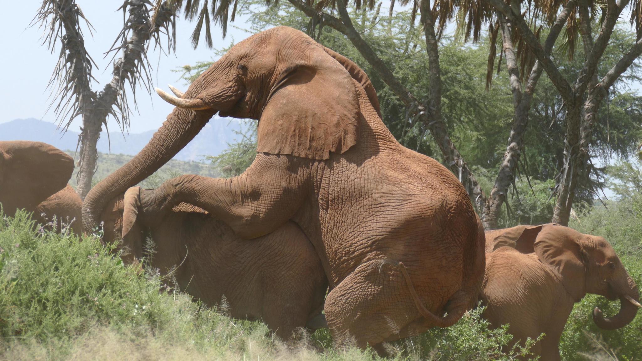 Savannah Elephant (Loxodonta africana) · iNaturalist