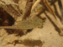 Eubranchipus vernalis