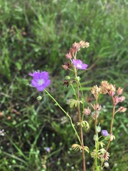 Phacelia glabra