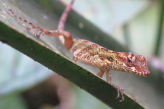 Anolis aequatorialis