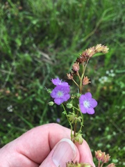 Phacelia glabra
