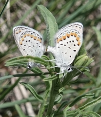 Plebejus melissa