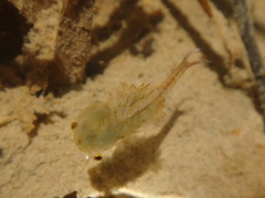 Eubranchipus vernalis