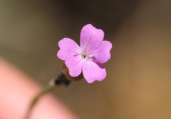 Petrorhagia prolifera