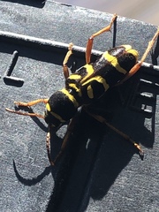 Xylotrechus insignis